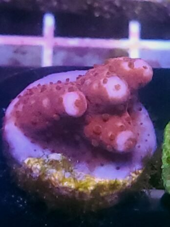 WYSIWYG-Miss Mccaulley