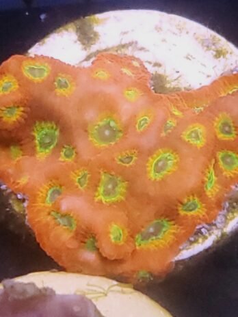 WYSIWYG-Spicy Lemon Favites