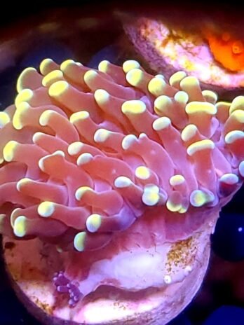 WYSIWYG-Gold Tip Hammer