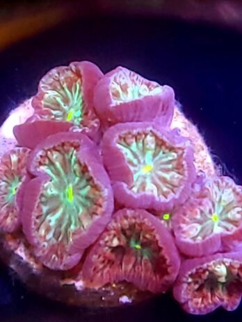 WYSIWYG-Joker Blasto