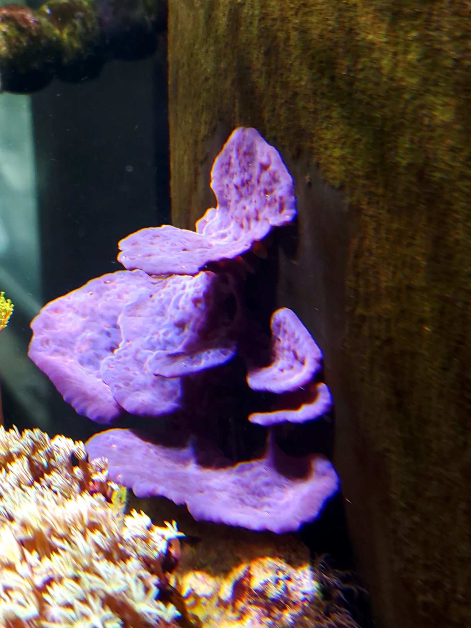 purple plating sponge