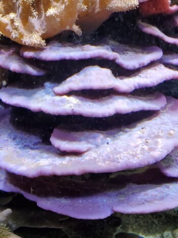 Purple Photosynthetic Sponge (loose)